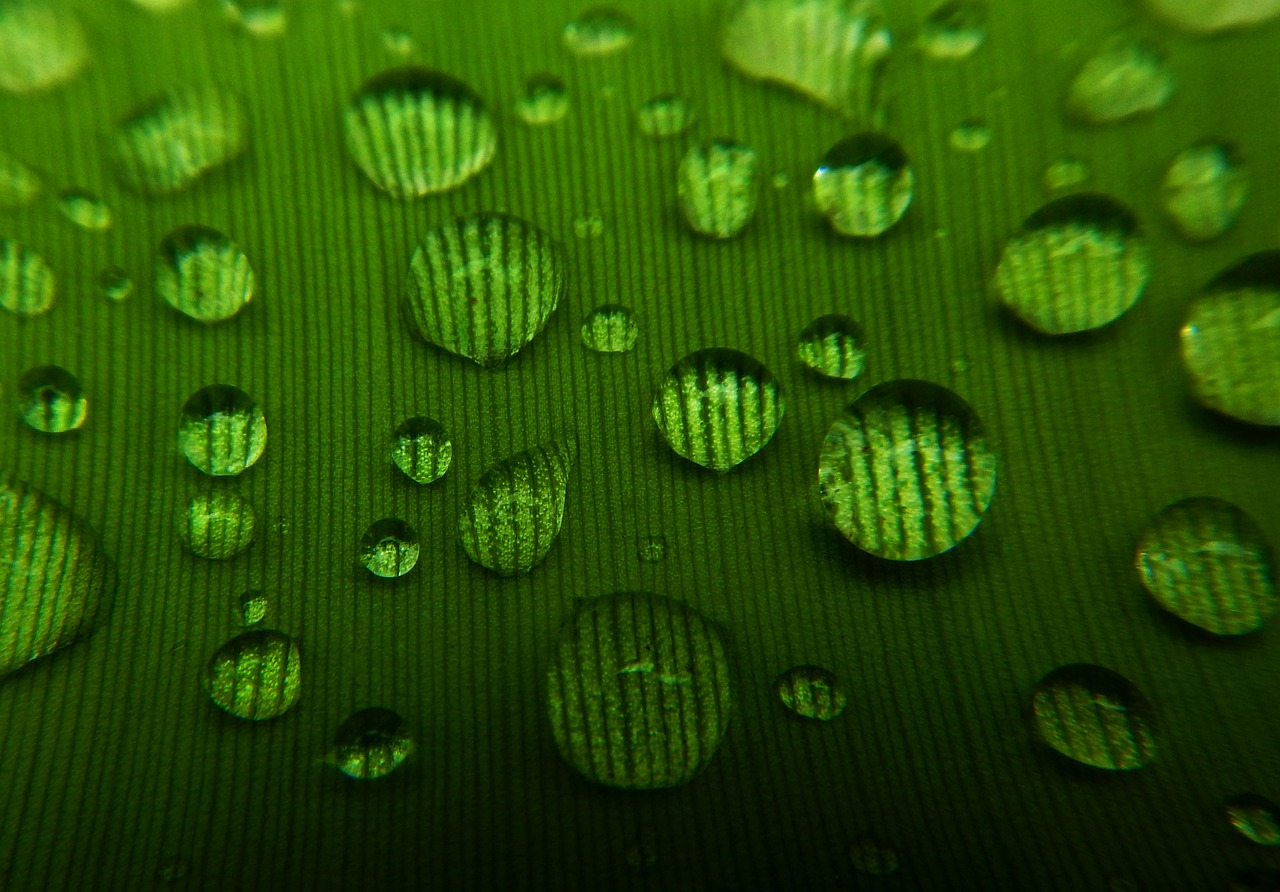 a close up of water droplets on a leaf, by Tom Carapic, seamless micro detail, green ambient light, high details photo