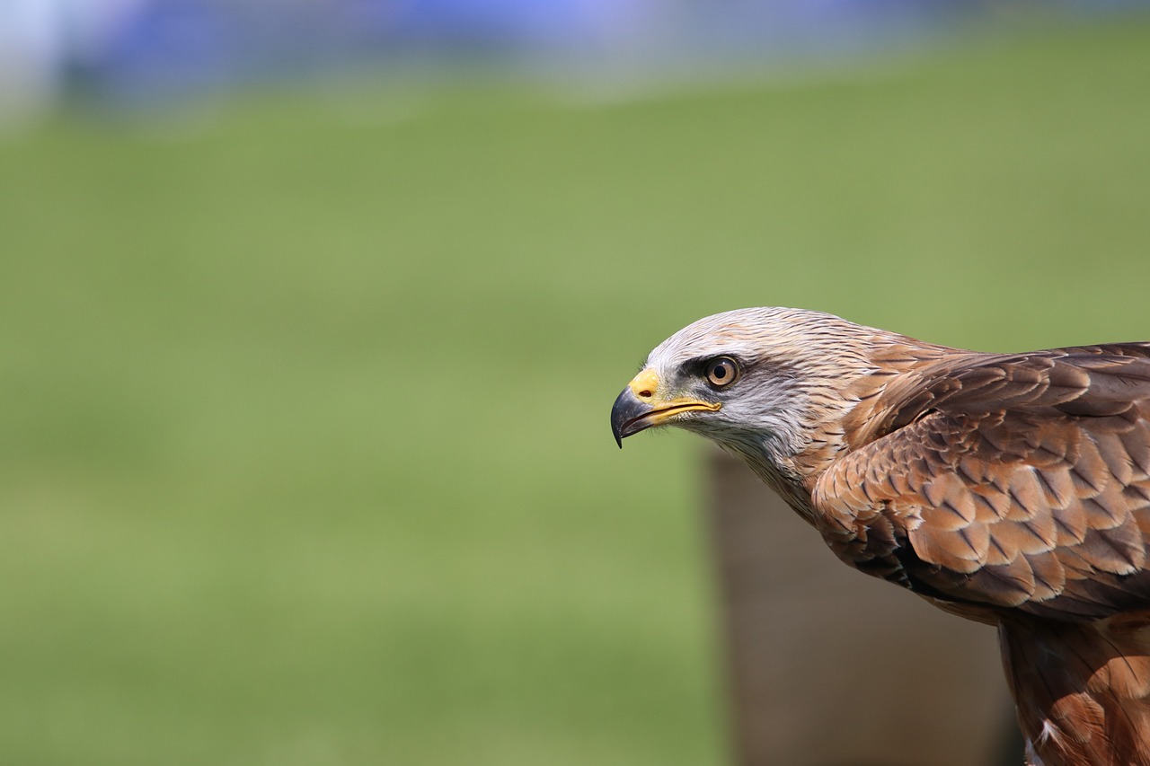 a close up of a bird of prey on a post, a picture, shot with canon 5 d mark ii, museum quality photo, zoomed out portrait of a duke, epic 7 0 mm lens shot