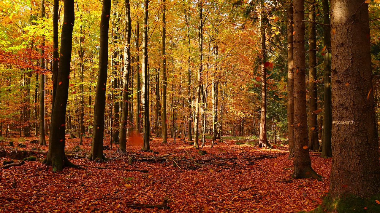 a forest filled with lots of trees covered in leaves, a photo, by Dietmar Damerau, shutterstock, very warm colors, !! very coherent!!, shot on sony alpha dslr-a300, red-yellow colors