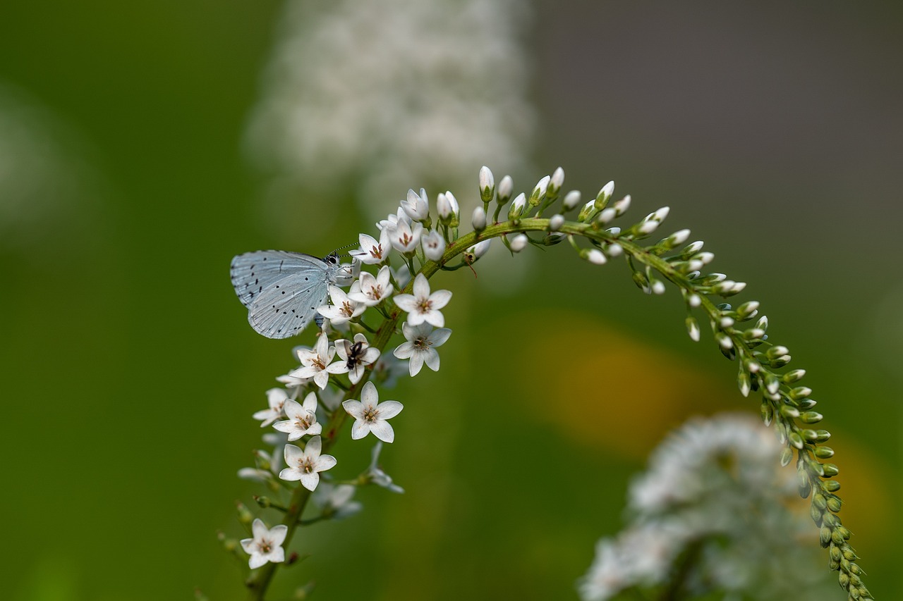 a close up of a flower with a butterfly on it, a macro photograph, hurufiyya, blue grey and white color scheme, valerian, butterflies and worms, flash photo