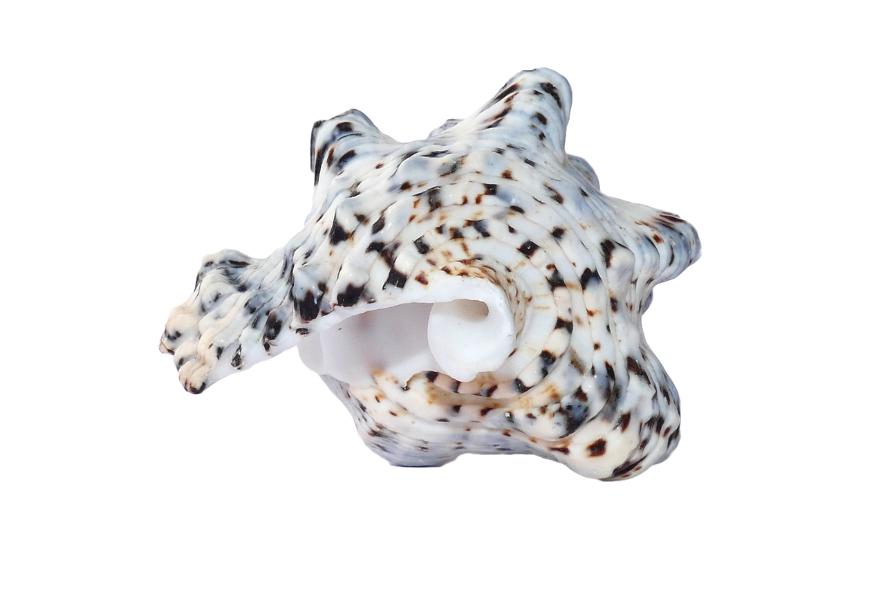 a close up of a shell on a black background, an illustration of, hurufiyya, white with black spots, high res photo