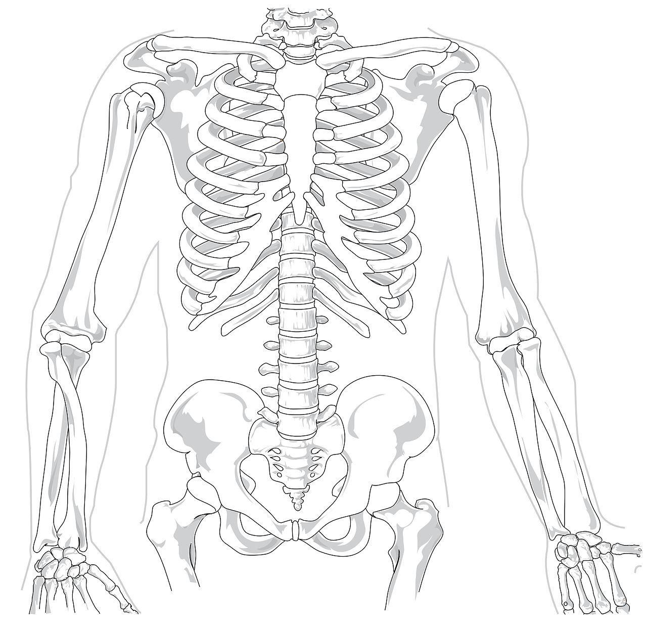 a drawing of a human skeleton, an illustration of, shutterstock, detailed upper body, thick vector line art, endoekeleton exposure, backbone