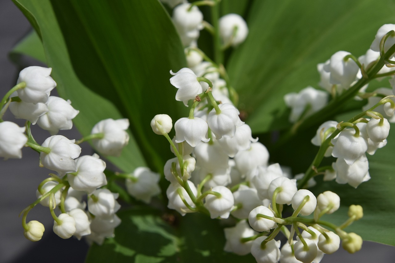 a close up of a bunch of white flowers, a picture, by Karl Völker, shutterstock, waving, white horns, “berries, very detailed picture
