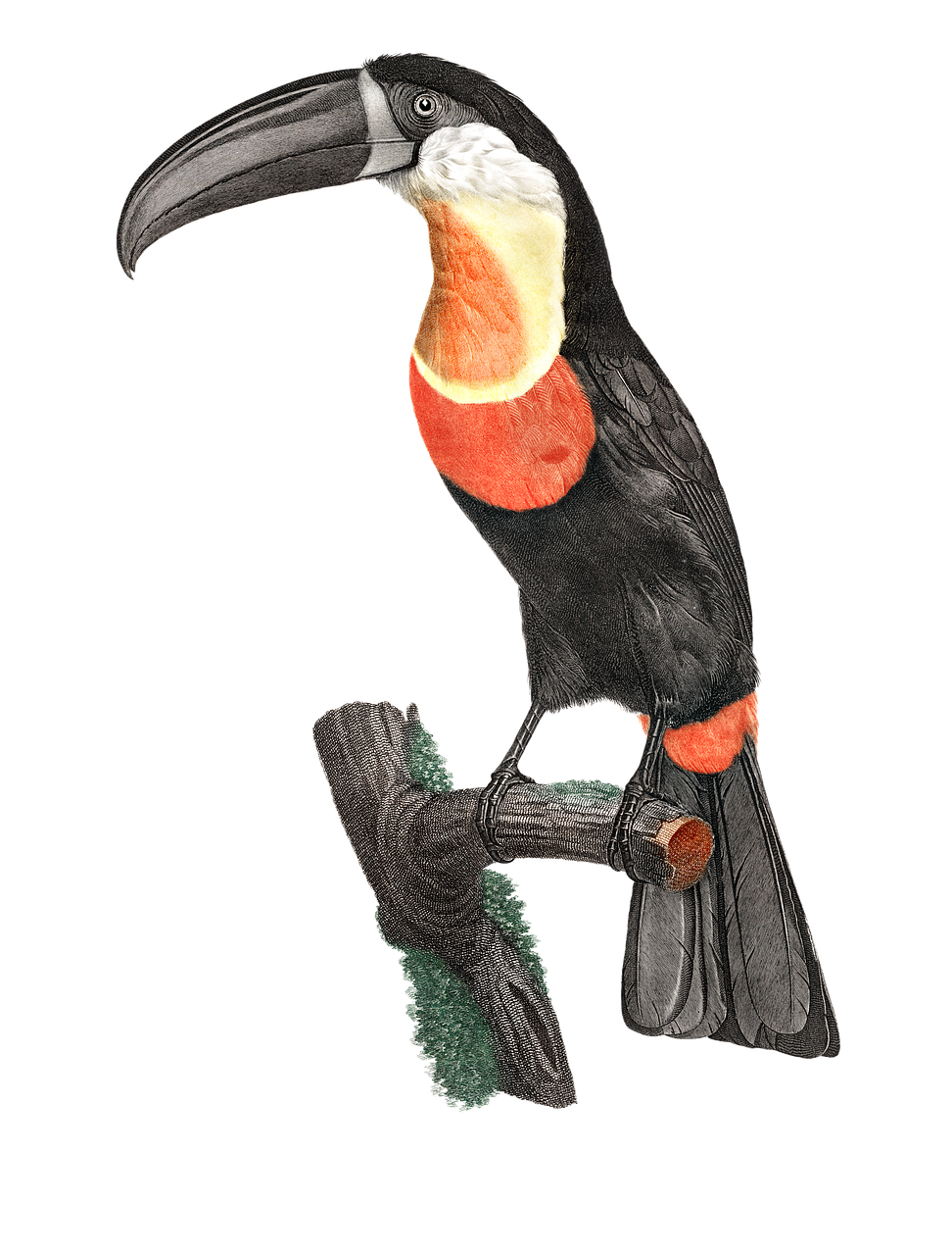 a close up of a bird on a branch, an illustration of, by Wilhelm Sasnal, shutterstock contest winner, hurufiyya, mage robe based on a toucan, high detail illustration, wall hanging trophy taxidermy, 3/4 view realistic