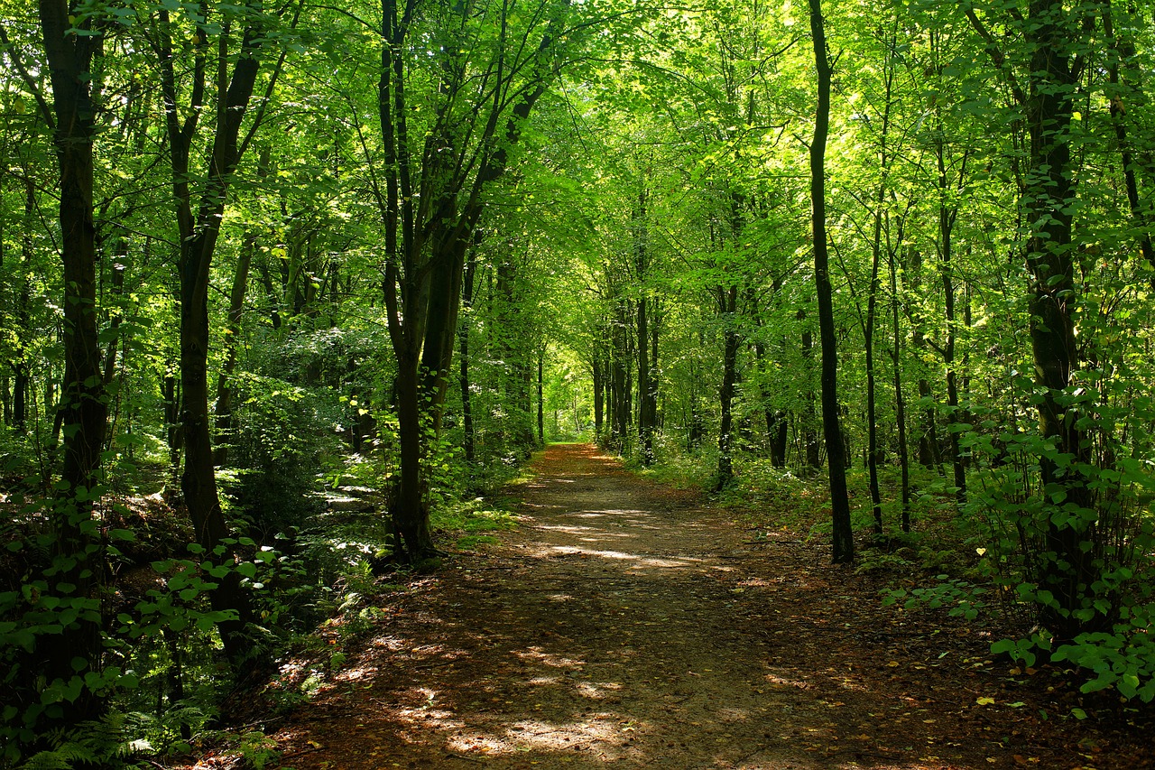a dirt path in the middle of a forest, a photo, by Joseph von Führich, shutterstock, lush green forest, !!natural beauty!!, illinois, canopy