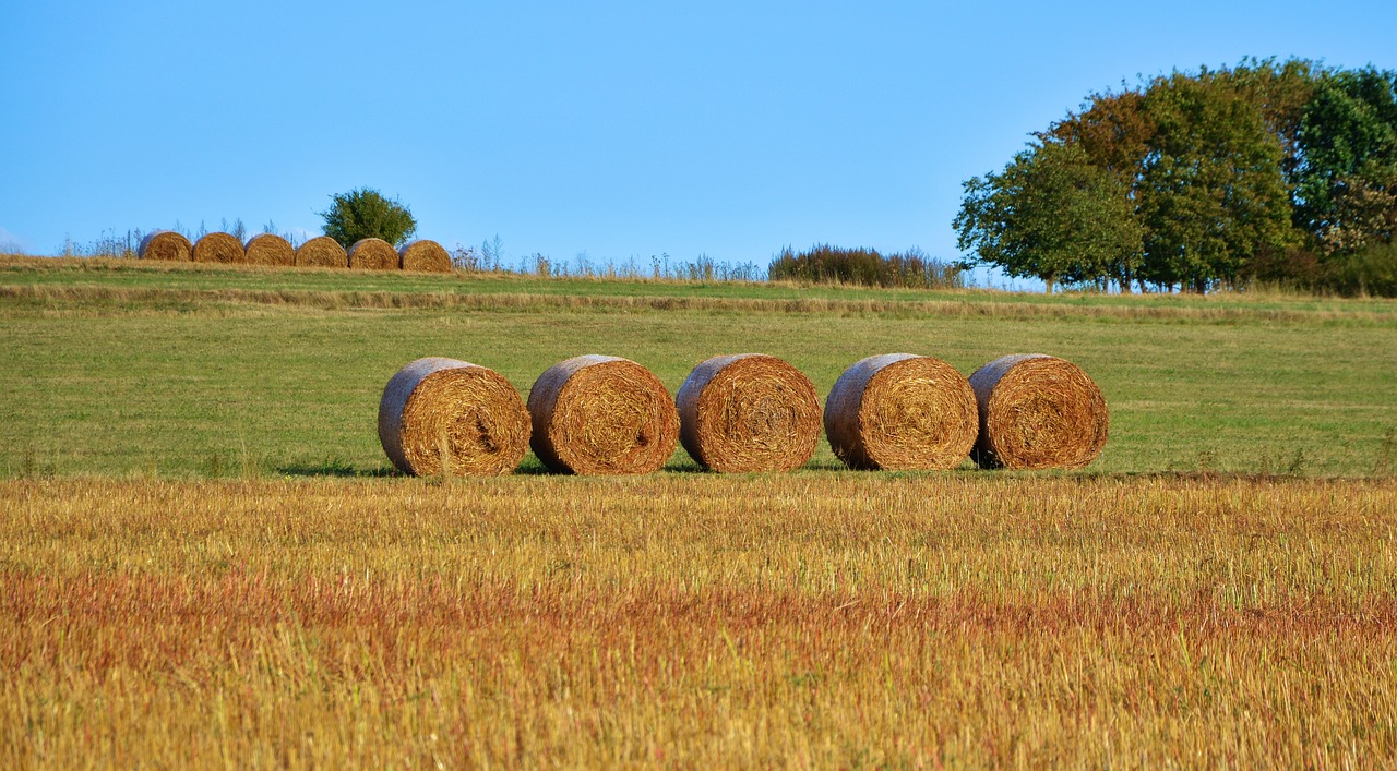 hay bales in a field with trees in the background, a picture, shutterstock, high quality product image”