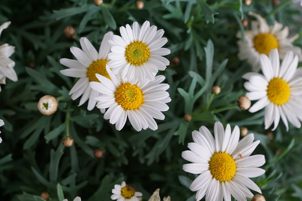 a bunch of white flowers with yellow centers, a picture, by Yasushi Sugiyama, trending on pixabay, photorealism, 4 k detail, chamomile, top - down photo, flower garden summer morning