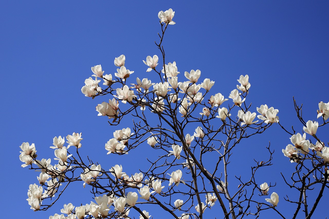 a tree with white flowers against a blue sky, a photo, by John Murdoch, shutterstock, magnolia big leaves and stems, stock photo