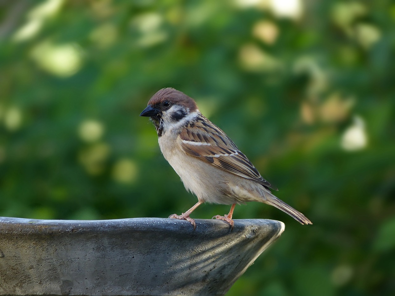 a small bird sitting on top of a bird bath, a portrait, arabesque, outdoor photo