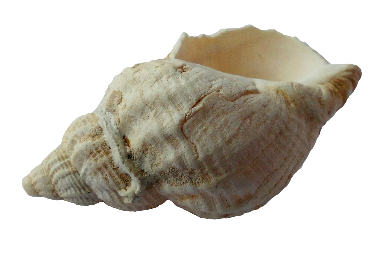 a close up of a shell on a white background, pixabay, hurufiyya, carved ivory, fetus, pot, side front view