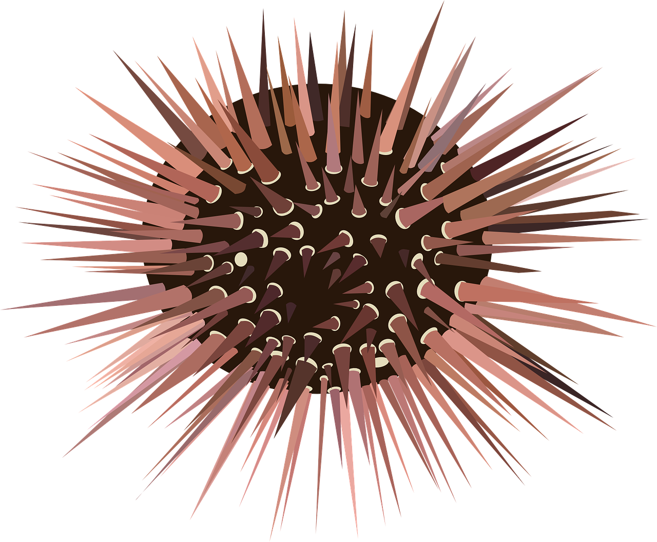a close up of a spiky object on a white background, an illustration of, pexels, rasquache, brown body, coral underwater colorful, round format, cel shaded vector art