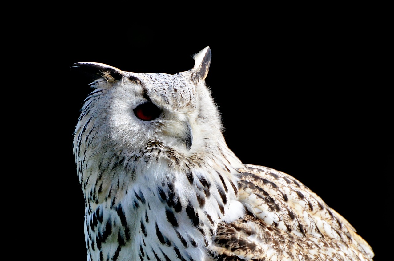 a close up of an owl with a black background, hurufiyya, view from the side”, outdoor photo, museum quality photo, white hairs