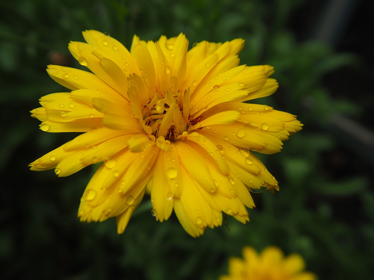 a yellow flower with water droplets on it, a picture, by Stefan Gierowski, romanticism, marigold flowers, overcast day, low quality photo, after rain and no girls