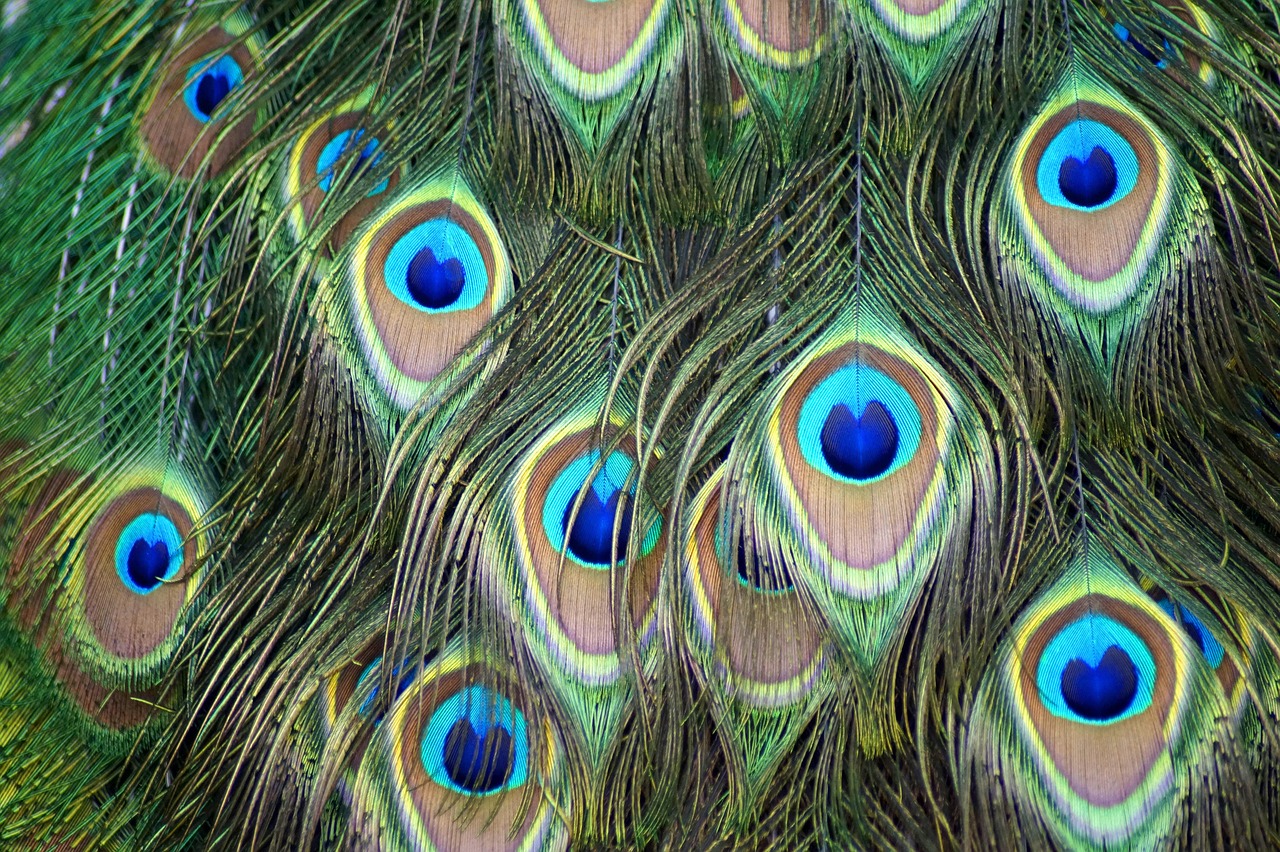 a close up of a bunch of peacock feathers, by Jan Rustem, flickr, golden ratio patterns, evil eyes, portra 8 0 0 ”