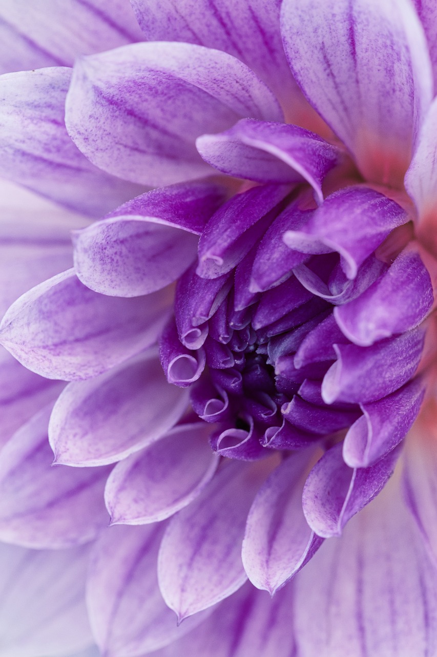 a close up of a purple and white flower, a macro photograph, closeup giant dahlia flower head, micro-details, detaild, curled perspective