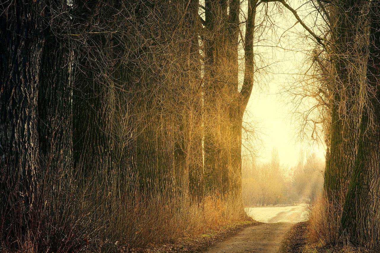 a dirt road in the middle of a forest, by Wolfgang Zelmer, shutterstock, tonalism, sunny winter day, willows, backlit!!, golden hours