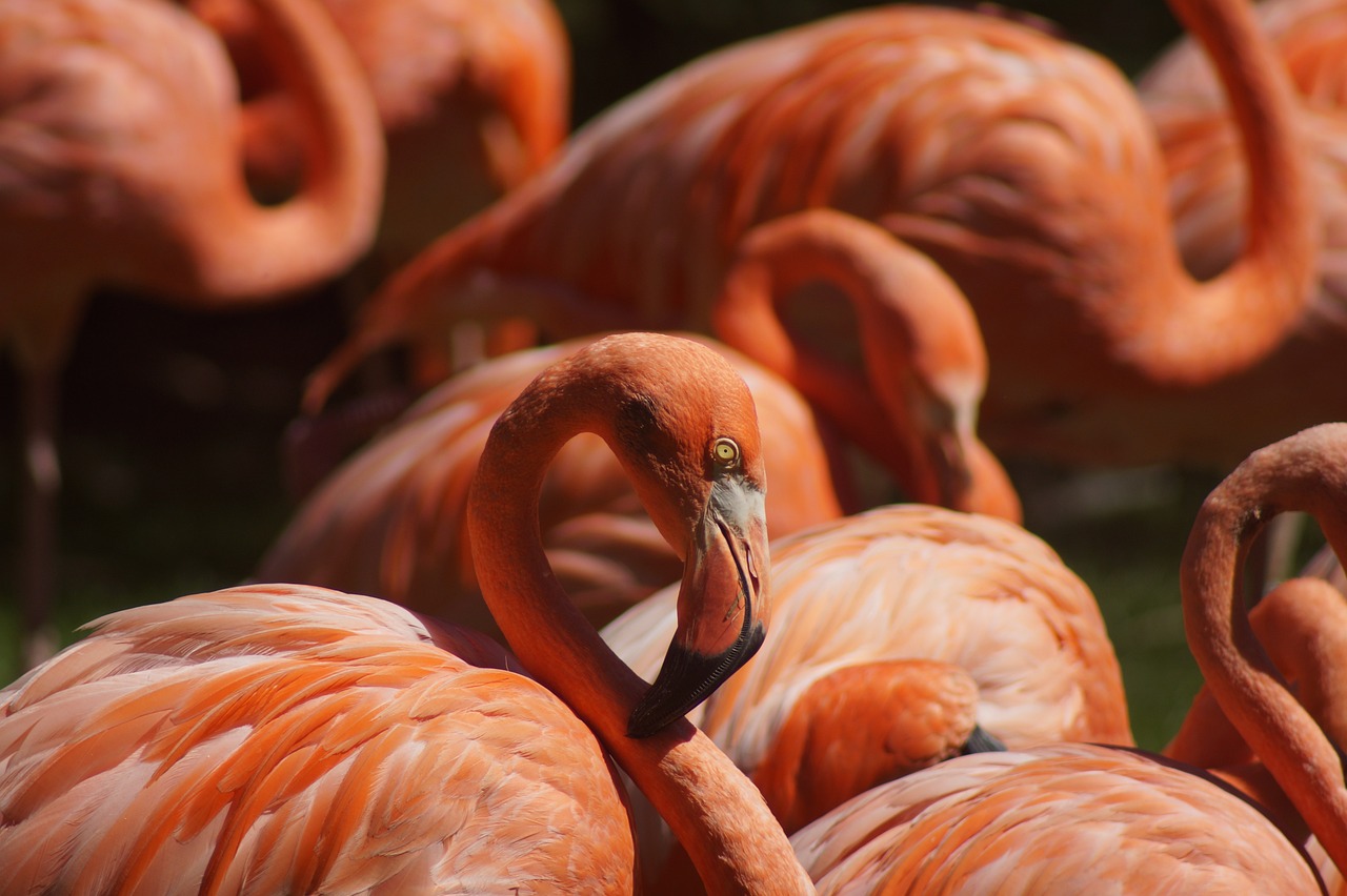 a group of flamingos standing next to each other, a photo, close up portrait photo