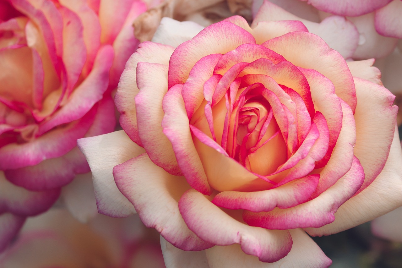a close up of a pink and white rose, by Rhea Carmi, pexels, istock, portal made of roses, pink and yellow, 4k high res