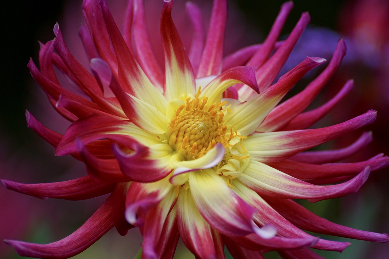 a close up of a red and yellow flower, a portrait, by Jim Nelson, dahlias, vibrant pink, sprawling, colorful”