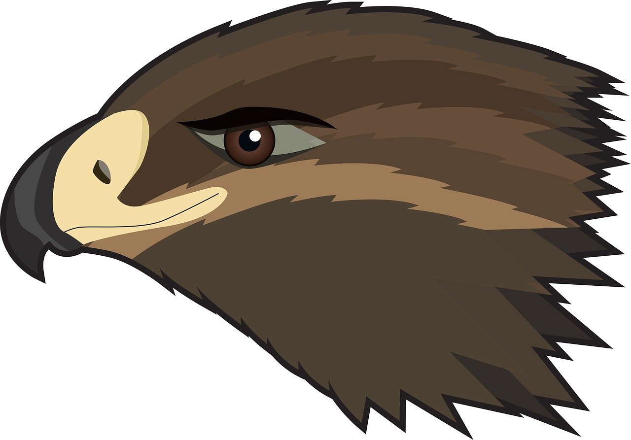 a close up of a bird of prey, vector art, shutterstock, hurufiyya, long haired humanoid fursona, accurate brown eyes, heads of wooden of bird face, high res photo