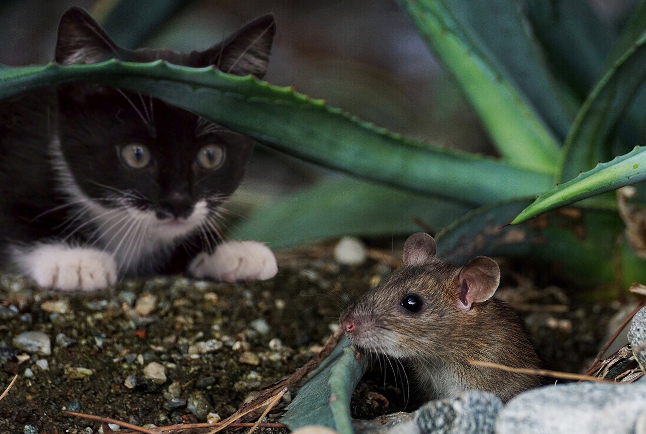 a black and white cat and a mouse in a garden, by Mirko Rački, flickr, tiny rats, photograph credit: ap, mexican standoff, getty images