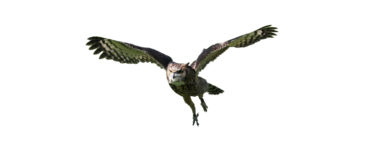 a bird that is flying in the air, digital art, by Dave Allsop, pexels, hurufiyya, nite - owl, professional high quality scan, zoomed out, big cat