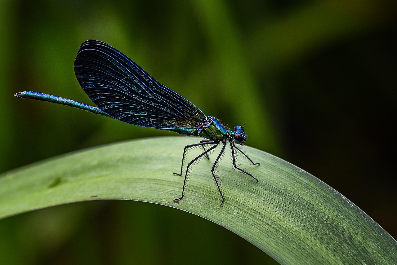 a blue dragonfly sitting on top of a green leaf, a macro photograph, by Vladimír Vašíček, pixabay contest winner, hurufiyya, highly detailed product photo, side view close up of a gaunt, apteryx mantelli, long wings