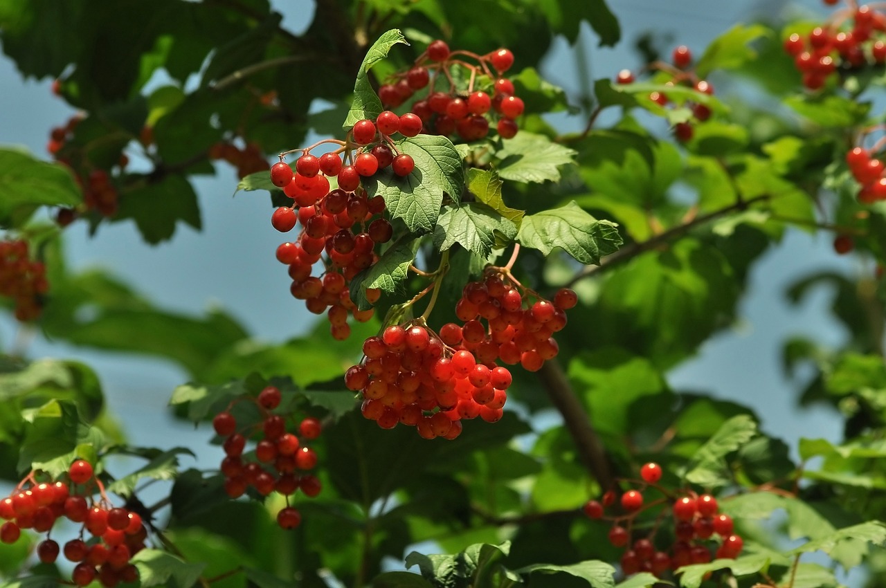 a bunch of red berries hanging from a tree, by Jan Henryk Rosen, hurufiyya, red - cheeks!!, southern slav features, stunning quality, doruk erdem