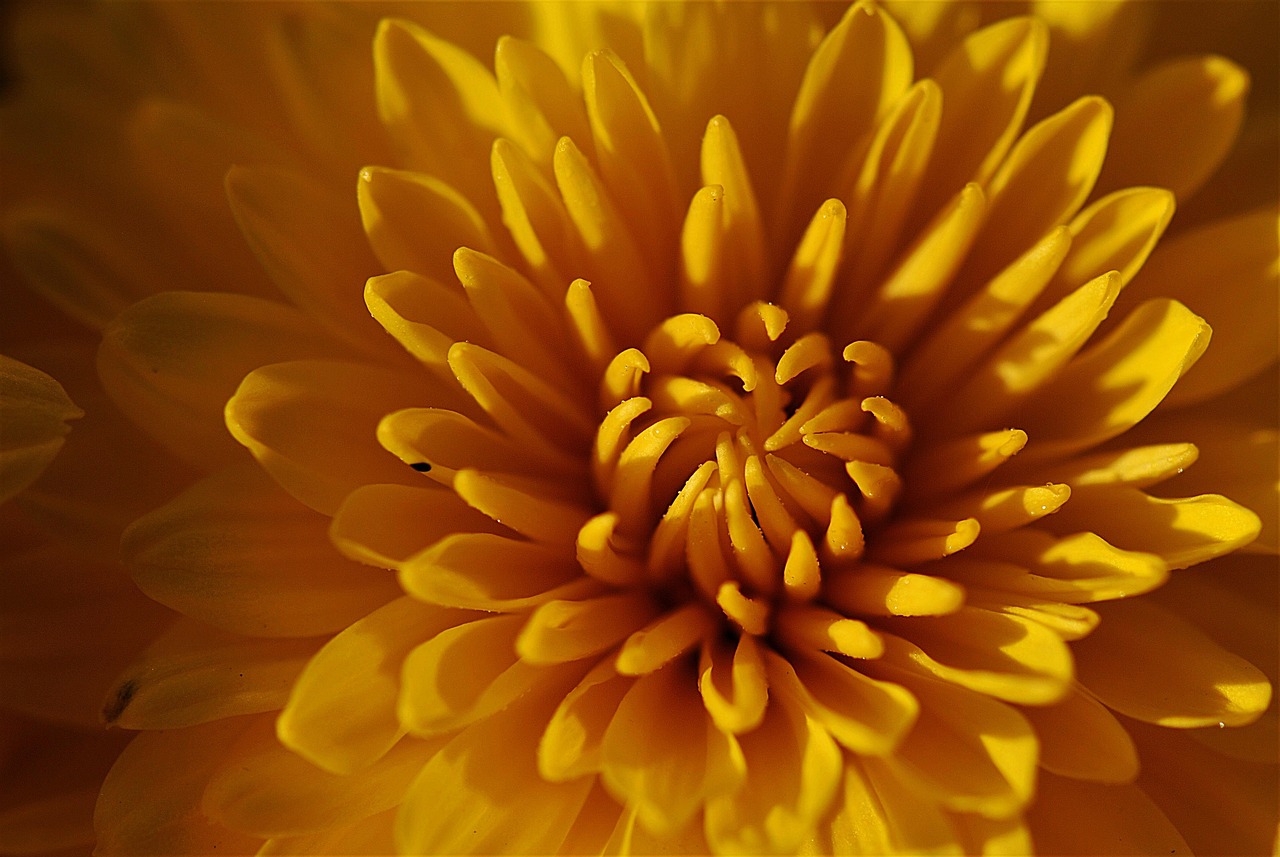 a close up view of a yellow flower, by Jan Rustem, flickr, chrysanthemum, intricate ”, great light and shadows”, yellow-orange