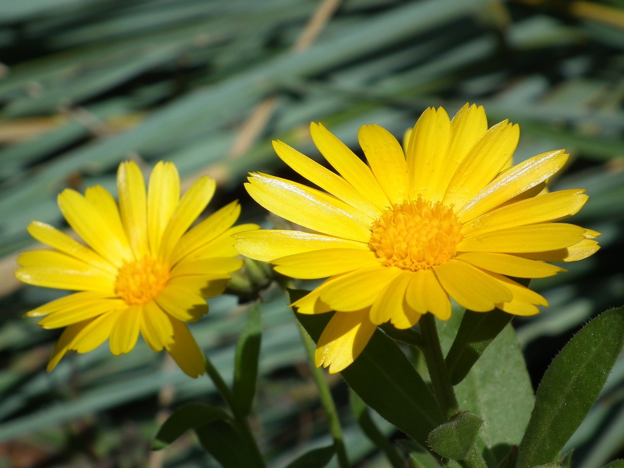 a couple of yellow flowers sitting next to each other, a portrait, flickr, very sunny, new mexico, daisy, h. hydrochaeris