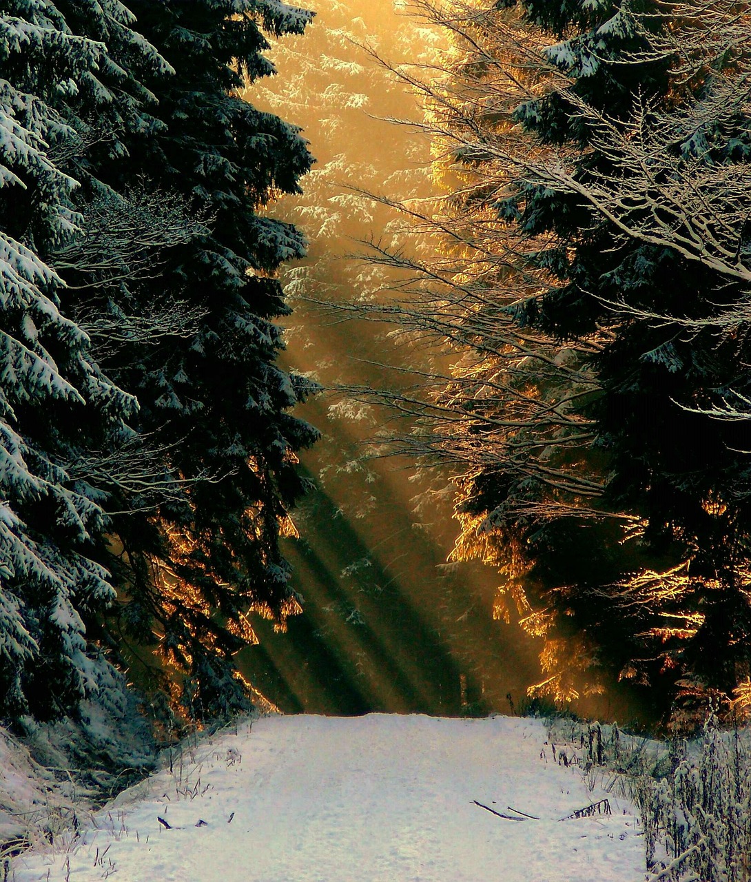 a person riding skis down a snow covered slope, a photo, flickr, romanticism, a beautiful pathway in a forest, gold light, god's rays highly detailed, sunlight reflected on the river