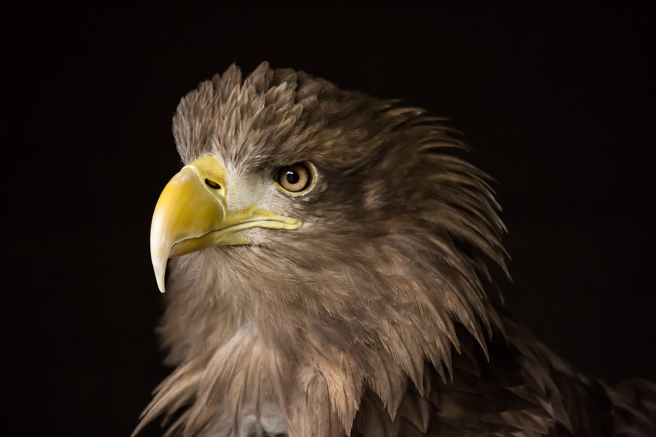 a close up of a bird of prey, a portrait, by Hristofor Žefarović, shutterstock, photorealism, portrait of rugged zeus, photo taken at night, eagle feather, stock photo