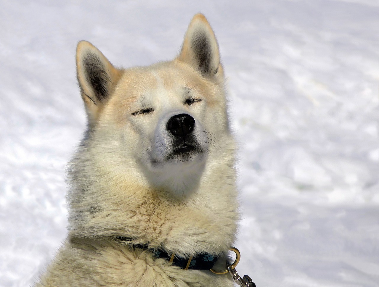 a close up of a dog in the snow, mingei, with closed eyes, funny face, inuit, harmonized