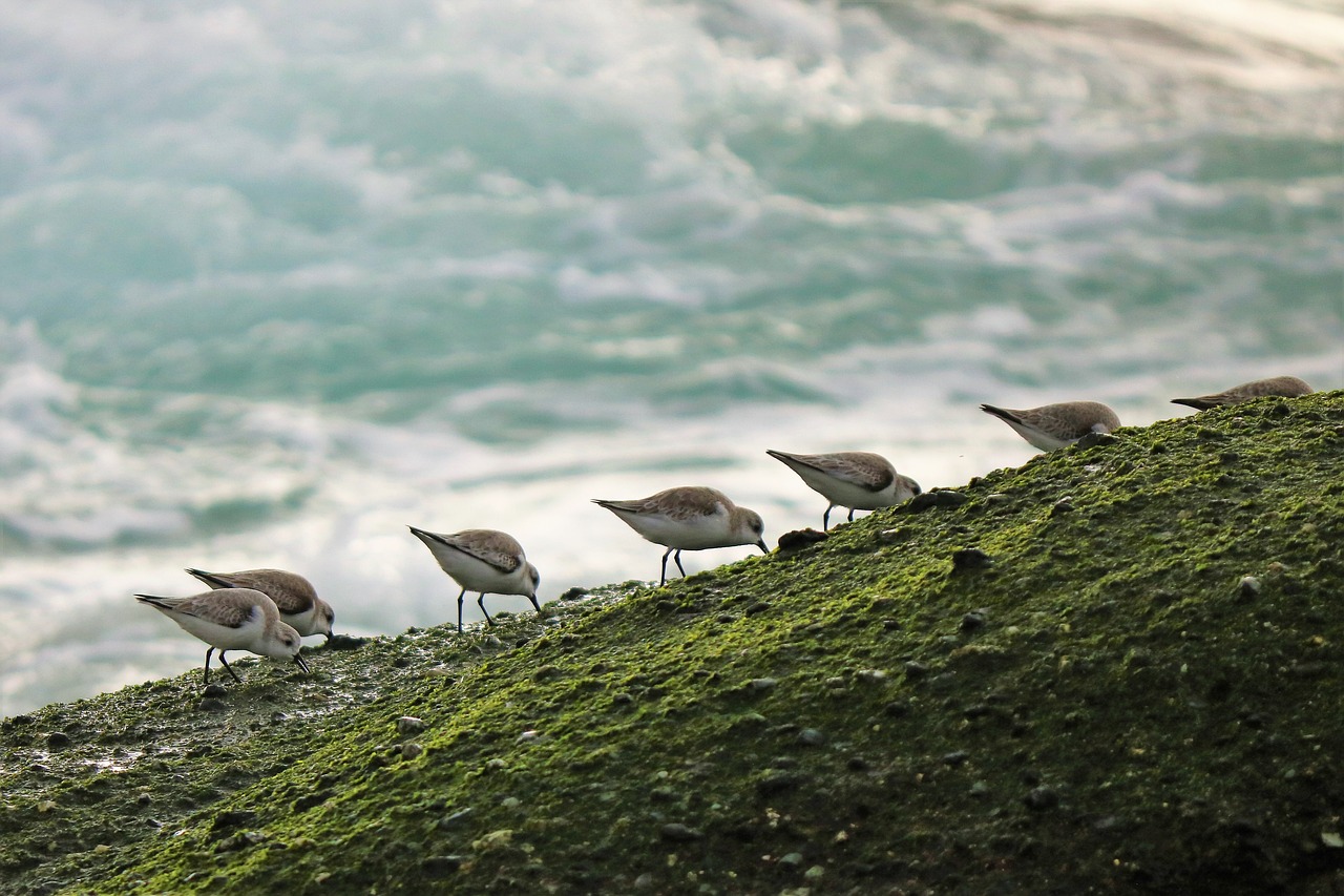 a group of birds standing on top of a lush green hillside, flickr, on a beach, mobile wallpaper, closeup photo, fishing