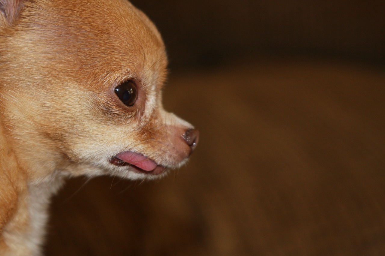 a small brown dog sticking its tongue out, a portrait, by Linda Sutton, pexels, photorealism, chihuahua, close up shot from the side, skindentation, closeup 4k