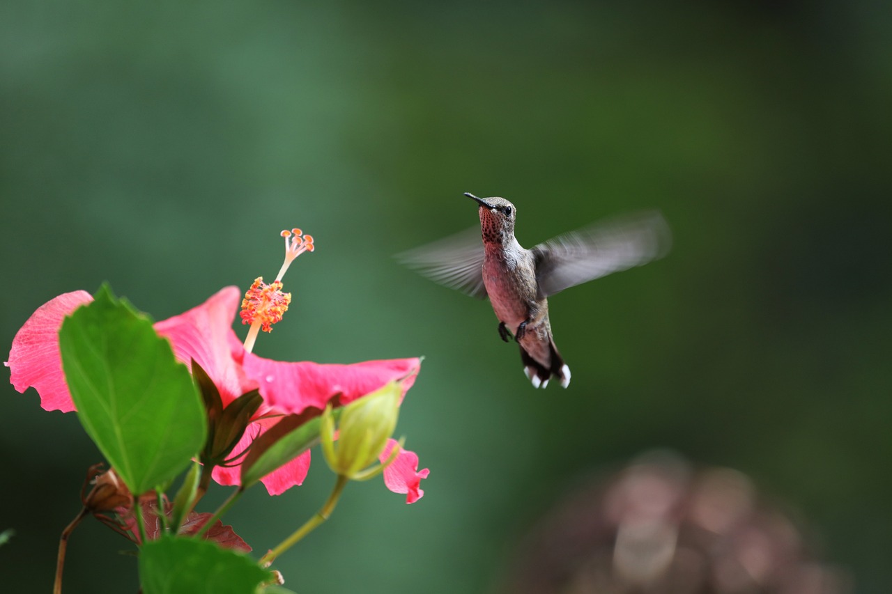 a hummingbird flying close to a pink flower, arabesque, tiny crimson petals falling, interesting angle, medium contrast, beautiful flowers