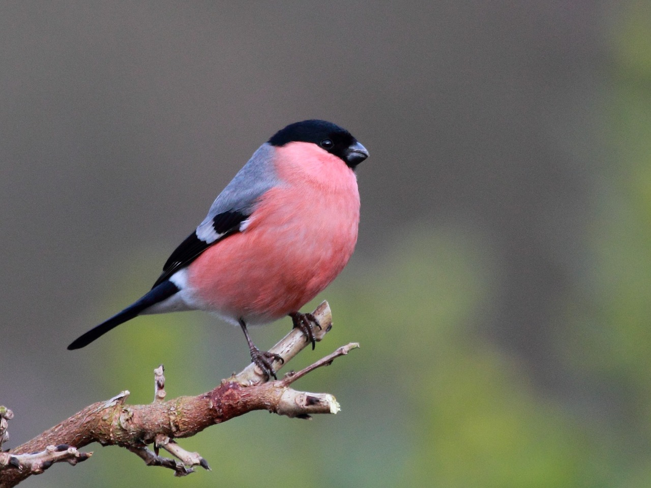 a small bird sitting on top of a tree branch, by Robert Brackman, flickr, pink and black, 1 male, blush, david noton