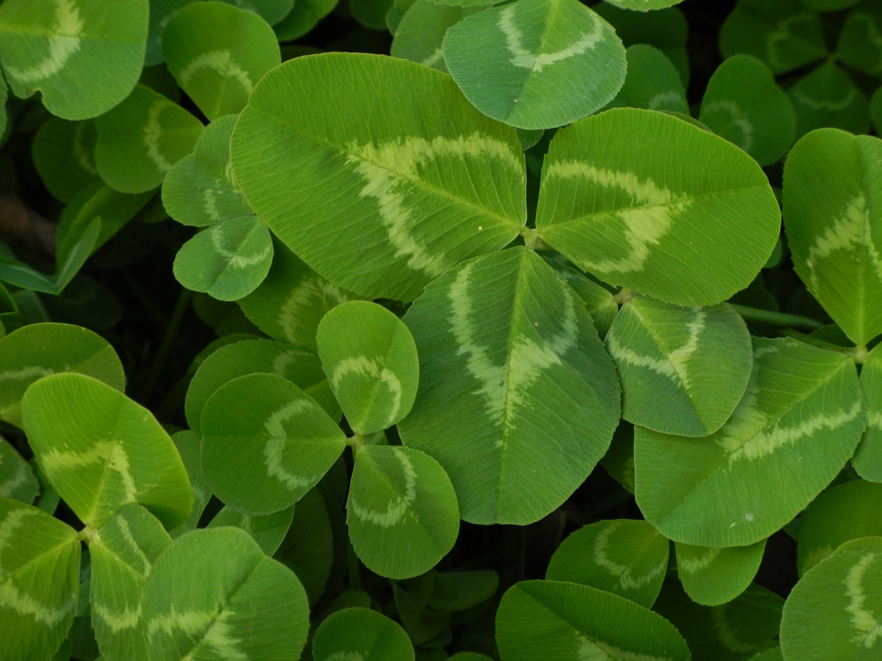 a close up of a bunch of green leaves, by Robert Brackman, hurufiyya, background full of lucky clovers, 70mm/f2.8, istockphoto, pots of gold