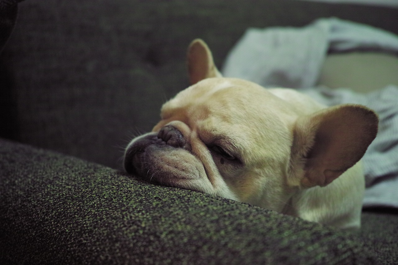 a close up of a dog laying on a couch, by Amelia Peláez, pexels, photorealism, french bulldog, very tired, macro 8mm photo, late night melancholic photo