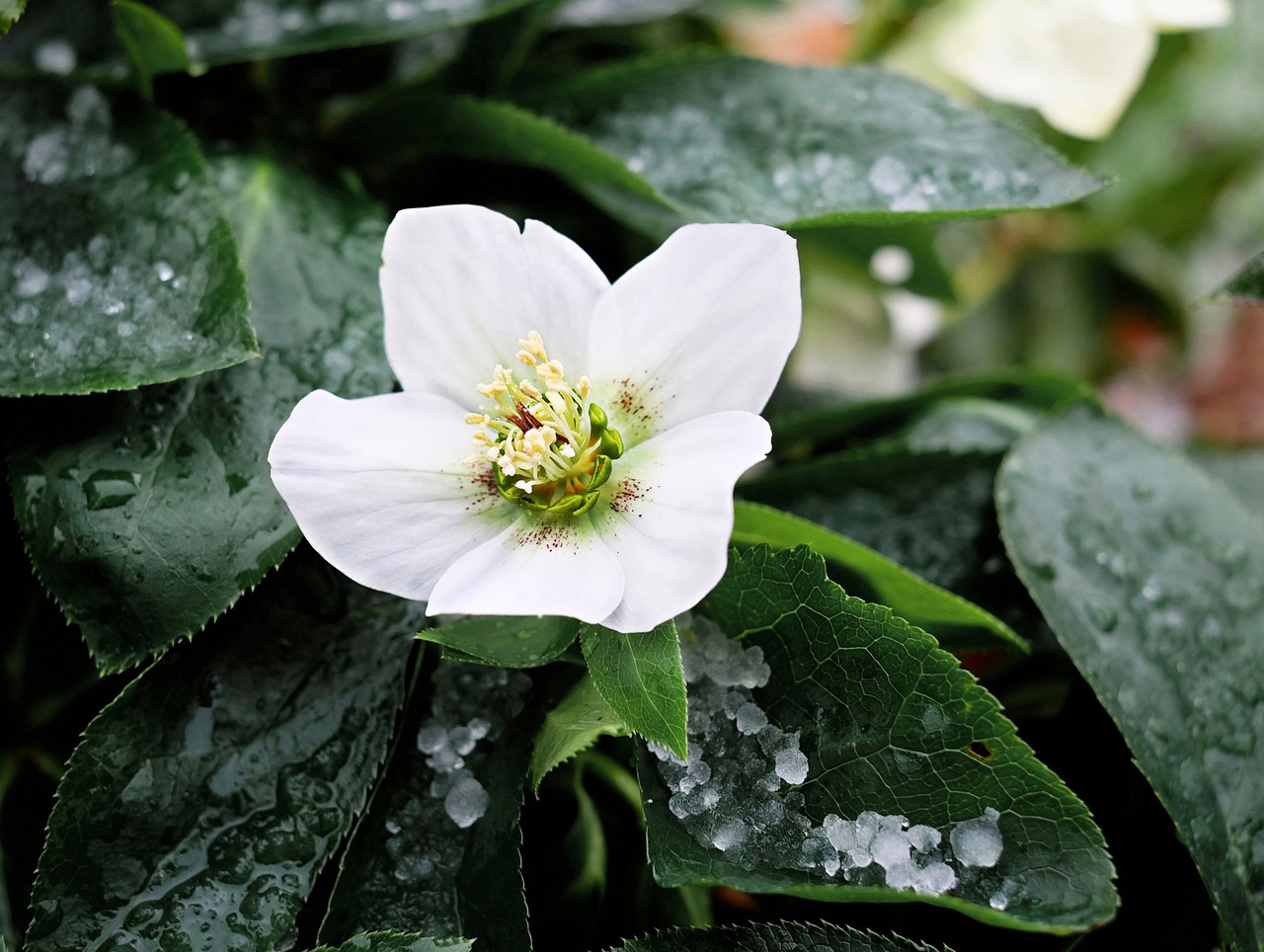 a white flower with drops of water on it, by Jim Nelson, with snow on its peak, godray on plants, shade, anemones