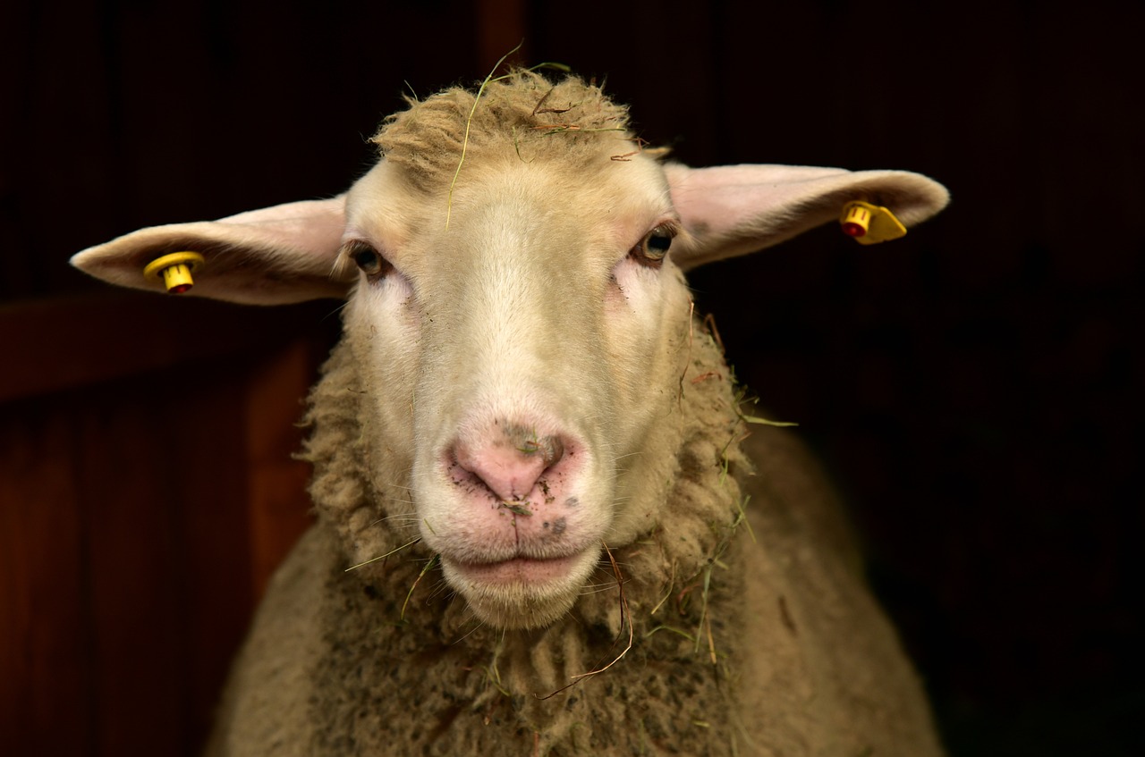 a close up of a sheep looking at the camera, a portrait, renaissance, flash photo, refined face and muzzle, shot on leica, wool