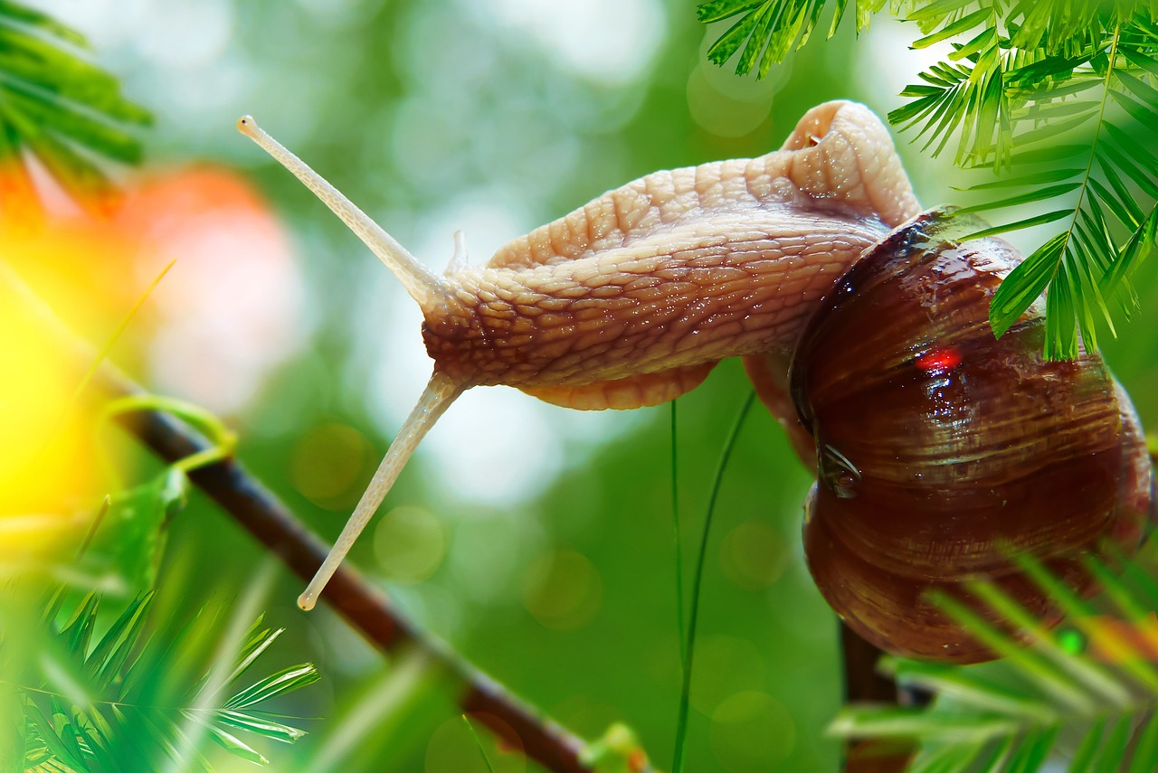 a couple of snails sitting on top of a tree branch, a macro photograph, by Jan Rustem, shutterstock, romanticism, on a planet of lush foliage, spire, detailed zoom photo, stock photo