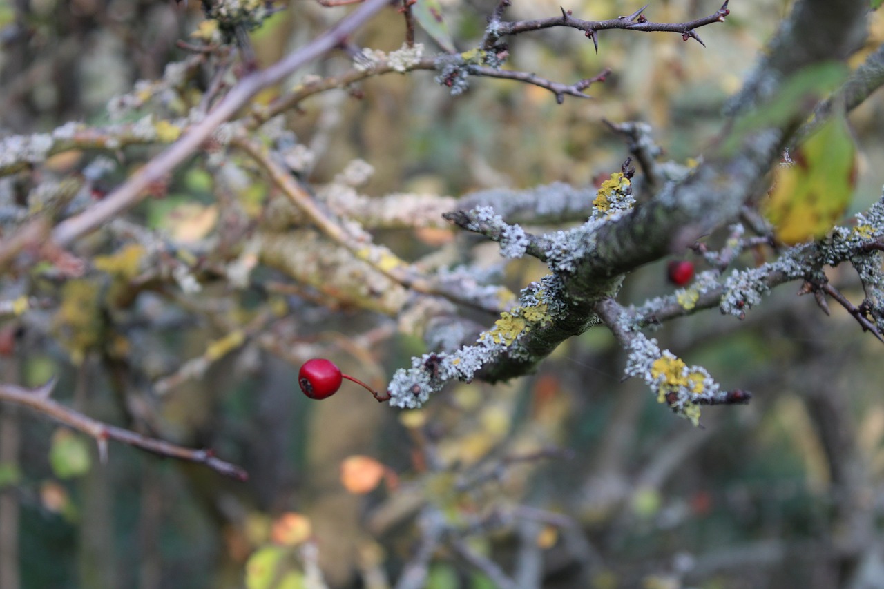 a close up of a tree with berries on it, a photo, inspired by Jane Nasmyth, naturalism, meat and lichens, autumn bokeh, an apple, 15081959 21121991 01012000 4k