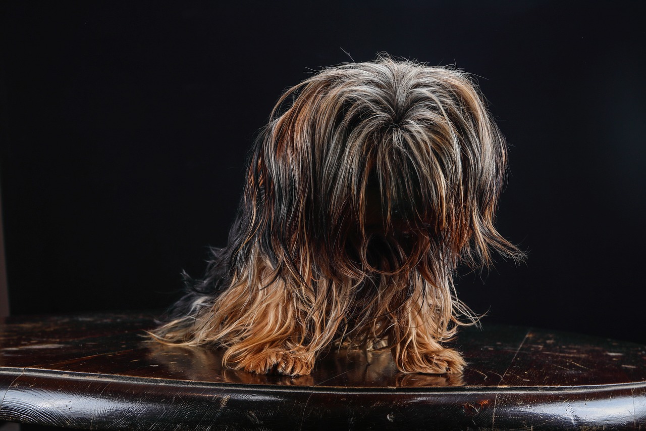 a dog sitting on top of a wooden chair, by Jan Rustem, pixabay contest winner, hyperrealism, long windy hair style, head down, studio potrait, looking from behind
