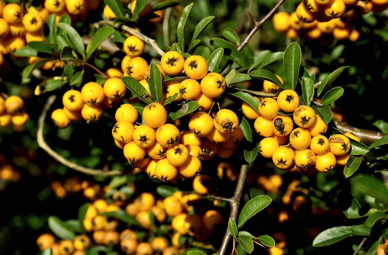 a bunch of yellow berries on a tree, a portrait, by Robert Brackman, trending on pixabay, hurufiyya, avatar image, hut, savannah, 1 6 x 1 6