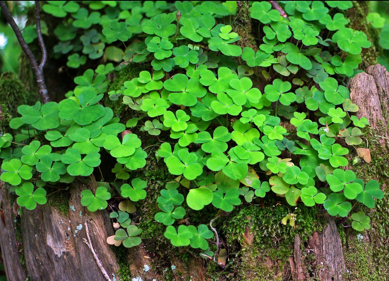 a close up of a plant on a tree trunk, a photo, shutterstock, hurufiyya, background full of lucky clovers, crawling along a bed of moss, redwoods, celtics