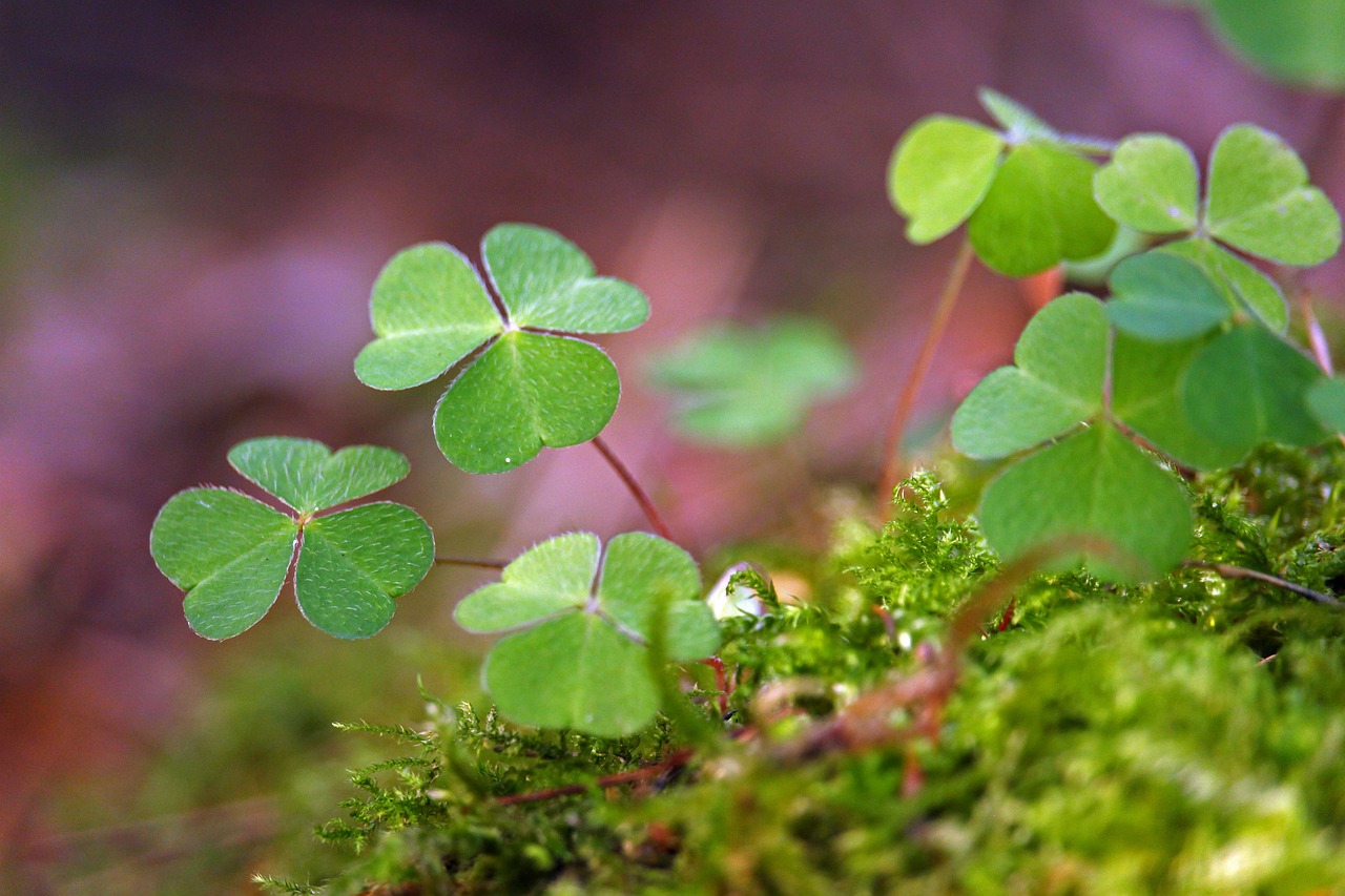 a group of four leaf clovers growing on a mossy surface, a macro photograph, by Dietmar Damerau, unsplash, miniature forest, 4k vertical wallpaper, celtics, screengrab