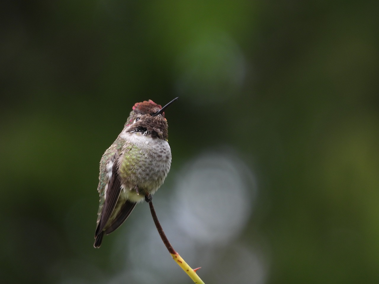 a hummingbird perched on a twig with a blurry background, high res photo, bird poo on head, wide shot photo