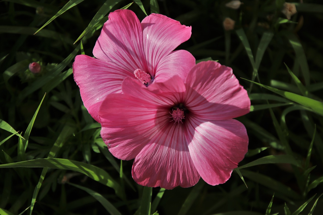 a pink flower sitting on top of a lush green field, a portrait, by Hans Schwarz, flickr, hibiscus flowers, a pair of ribbed, beautiful shadowing, flax