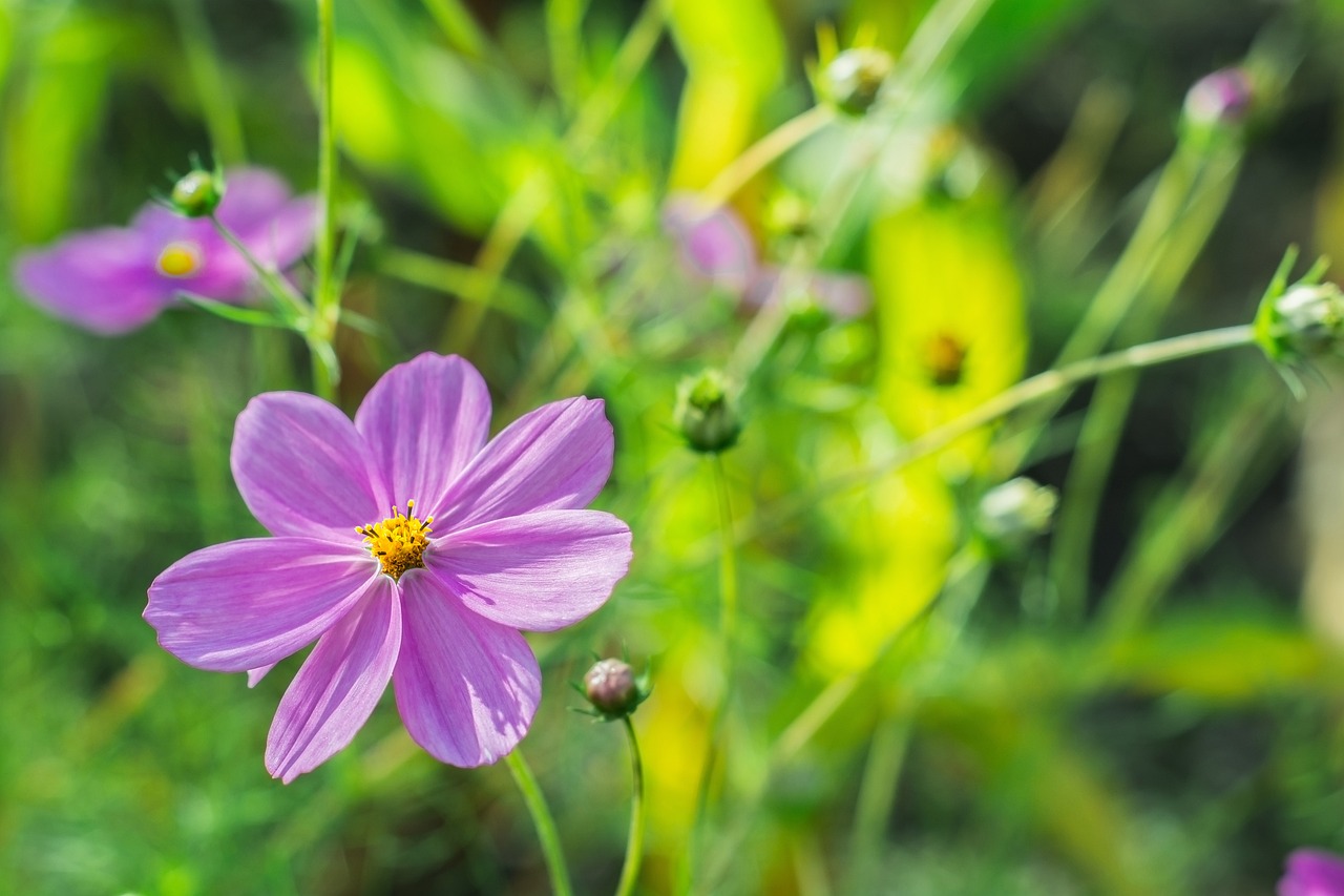 a purple flower sitting on top of a lush green field, by Bernardino Mei, cosmos in the background, outdoor photo